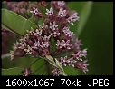 Weeds or Wildflowers - Milkweed_6186.jpg (1/1)-milkweed_6186.jpg