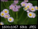 Weeds or Wildflowers - Fleabane-purple_5418.jpg (1/1)-fleabane-purple_5418.jpg