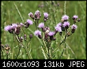 Weeds or Wildflowers - Tall-Ironweed_6103.jpg (1/1)-tall-ironweed_6103.jpg