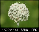 Click image for larger version

Name:	Onion-Seed_6002.jpg
Views:	352
Size:	72.6 KB
ID:	11618