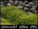 Plants - Wormgrass-at-Rocks_5369.jpg (1/1)-wormgrass-rocks_5369.jpg