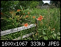 Flowers - Daylilies-at-Fence_6047.jpg (1/1)-daylilies-fence_6047.jpg