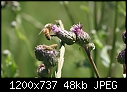 Weeds - Tall-Ironweed-n-Bee_6107.jpg (1/1)-tall-ironweed-n-bee_6107.jpg