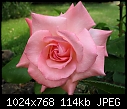 another favourite rose-sheerelegance01july2409.jpg