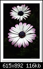 African Daisy-6020 (Osteospermum)-c-6020-african-daisy-26-07-09-5d-100-tac.jpg