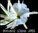 Spider Lily?-spider-lily-2.jpg