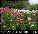 Cantigny C Forecast - coneflowers and daisies with occasional balloonflowers and rudbeckia.JPG (1/1)-c-forecast-coneflowers-daisies-occasional-balloonflowers-rudbeckia.jpg