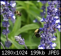 Cantigny C Bees at work in the salvia factory.JPG (1/1)-c-bees-work-salvia-factory.jpg