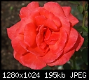 Cantigny C Tropicana - first hybrid tea rose of this color, 50 years old next year.JPG (1/1)-c-tropicana-first-hybrid-tea-rose-color-50-years-old-next-year.jpg