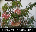 Begonia Unknown-begonia-unk-sm-pink-dsc03248.jpg