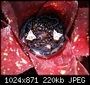 Bromeliad closeup-bromeliaddsc03252.jpg