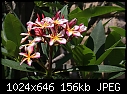 Plumeria tricolor-plumeria-tricolor-dsc03246.jpg