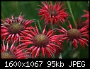 Flowers - Bee-Balm-Red_6268.jpg (1/1)-bee-balm-red_6268.jpg