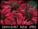 Flowers - Bee-Balm-Red_6267.jpg (1/1)-bee-balm-red_6267.jpg