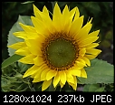 In my garden July 27 First sunflower of the year, planted by birds, from what was in the feeder.JPG (1/1)-first-sunflower-year-planted-birds-what-feeder.jpg