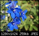 In my garden July 27 Honeybee Airways 123, now arriving on the Blue Concourse (actually a Blue Butterfly delphinium.JPG (1/1)-honeybee-airways-123-now-arriving-blue-concourse-actually-blue-butterfly-delphinium.jpg