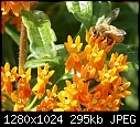 In my garden July 27 Honeybee on butterfly weed.JPG (1/1)-honeybee-butterfly-weed.jpg