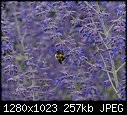 In my garden July 25 Bumblebee on Russian Sage.JPG (1/1)-bumblebee-russian-sage.jpg