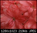 In my garden July 25 Coral Delphinium.JPG (1/1)-coral-delphinium.jpg