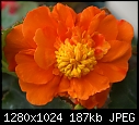 In my garden July 25 Orange Begonia.JPG (1/1)-orange-begonia.jpg