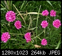 In my garden July 25 Sea Thrift second wave this year.JPG (1/1)-sea-thrift-second-wave-year.jpg
