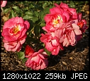 In my garden July 23 Shrub rose.JPG (1/1)-shrub-rose.jpg