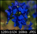 In my garden July 16 Delphinium 'Blue Butterfly'.JPG (1/1)-delphinium-blue-butterfly.jpg