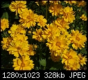 In my garden July 13 Coreopsis.JPG (1/1)-coreopsis.jpg