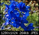 In my garden July 13 Delphinium 'Blue Butterfly'.JPG (1/1)-delphinium-blue-butterfly.jpg