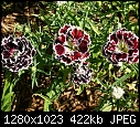 In my garden July 13 Dianthus 'Velvet 'n' Lace'.JPG (1/1)-dianthus-velvet-n-lace.jpg