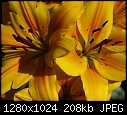In my garden July 13 My favorite lilies.JPG (1/1)-my-favorite-lilies.jpg