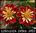 In my garden July 10 Bicolor dahlia duo.JPG (1/1)-bicolor-dahlia-duo.jpg