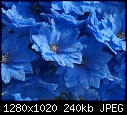 In my garden July 10 Blue delphinium.JPG (1/1)-blue-delphinium.jpg