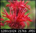 In my garden July 10 Red Bee Balm 'Jacob Cline'.JPG (1/1)-red-bee-balm-jacob-cline.jpg