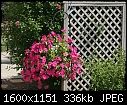 Flowers - Petunia-Basket_6386.jpg (1/1)-petunia-basket_6386.jpg