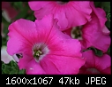 Flowers - Petunia-Bright-Violet_5519.jpg (1/1)-petunia-bright-violet_5519.jpg