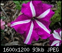 Flowers - Petunia-Striped.jpg (1/1)-petunia-striped.jpg