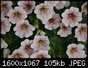 Flowers - Petunia-White-n-Red_5608.jpg (1/1)-petunia-white-n-red_5608.jpg