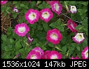Flowers - Petunias-2 Tone.jpg (1/1)-petunias-2-tone.jpg