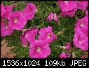 Flowers - Petunias-Lt Violet.jpg (1/1)-petunias-lt-violet.jpg