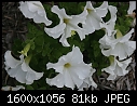 Flowers - Petunias-White_6376.jpg (1/1)-petunias-white_6376.jpg