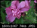 Rose of Sharon - ROS-double_6428.jpg (1/1)-ros-double_6428.jpg