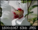 Rose of Sharon - ROS-White_6429.jpg (1/1)-ros-white_6429.jpg