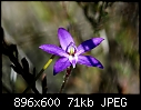 winter orchids 2-engadine-ridge-15_8_09-024.jpg