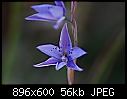 winter orchids 5-engadine-ridge-15_8_09-035.jpg