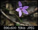 winter orchids 7-engadine-ridge-15_8_09-039.jpg