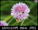 Macros - Chive-Bee_5536.jpg (1/1)-chive-bee_5536.jpg