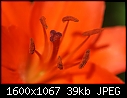 Macros - Lilies-Red_5737.jpg (1/1)-lilies-red_5737.jpg