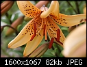 Macros - Lilies-Oriental_5969.jpg (1/1)-lilies-oriental_5969.jpg