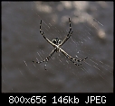 Caution Spider Pic-spider-adsc03302.jpg
